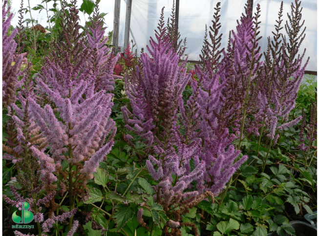 Astilbe chinensis   'Spätsommer'